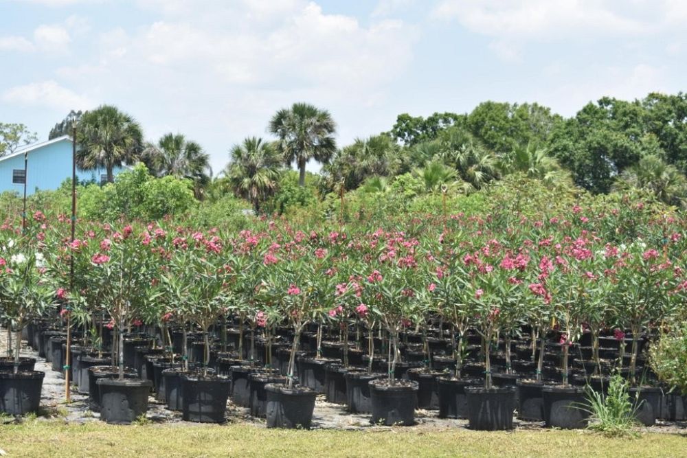nerium-oleander-calypso-oleander