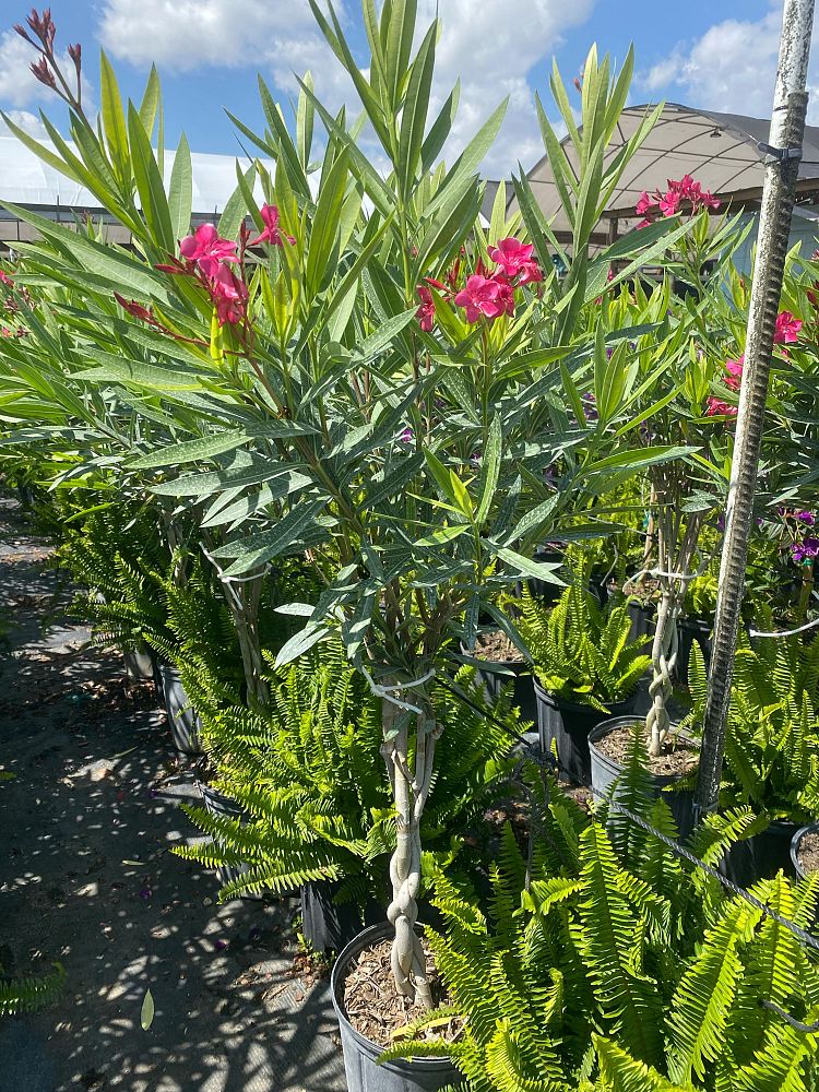 nerium-oleander-calypso-oleander