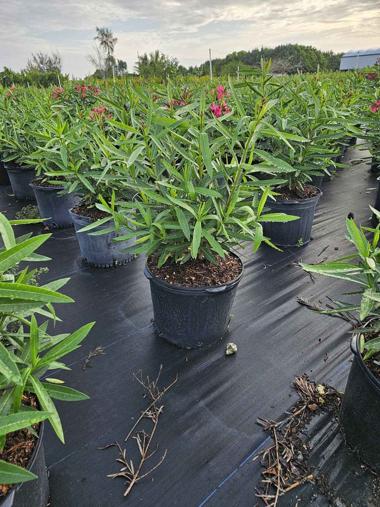 nerium-oleander-calypso-oleander
