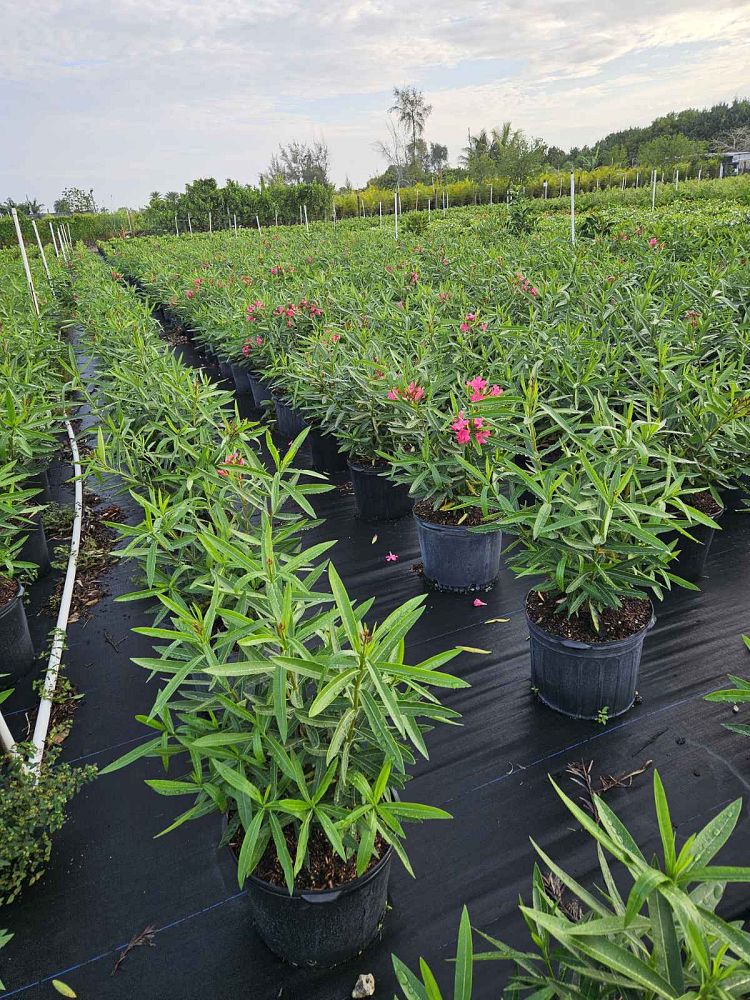 nerium-oleander-calypso-oleander