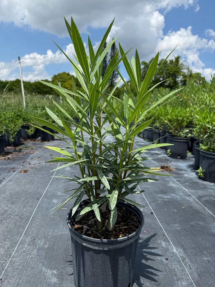 nerium-oleander-calypso-oleander