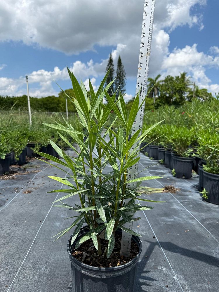 nerium-oleander-calypso-oleander