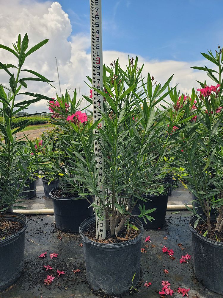 nerium-oleander-calypso-oleander