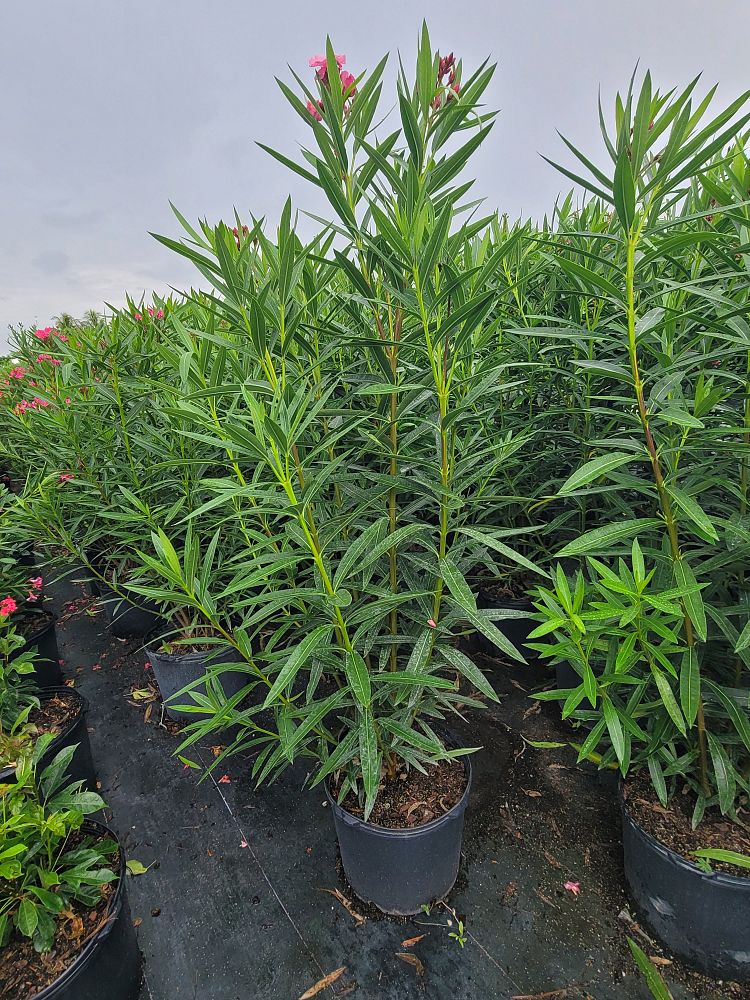 nerium-oleander-calypso-oleander