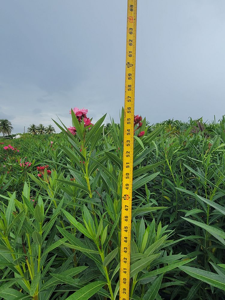 nerium-oleander-calypso-oleander