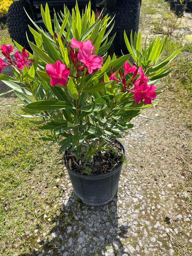 nerium-oleander-calypso-oleander