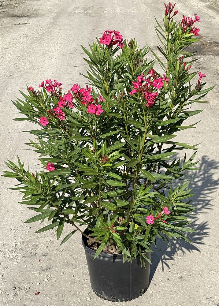 nerium-oleander-calypso-oleander