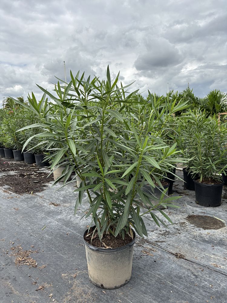 nerium-oleander-calypso-oleander