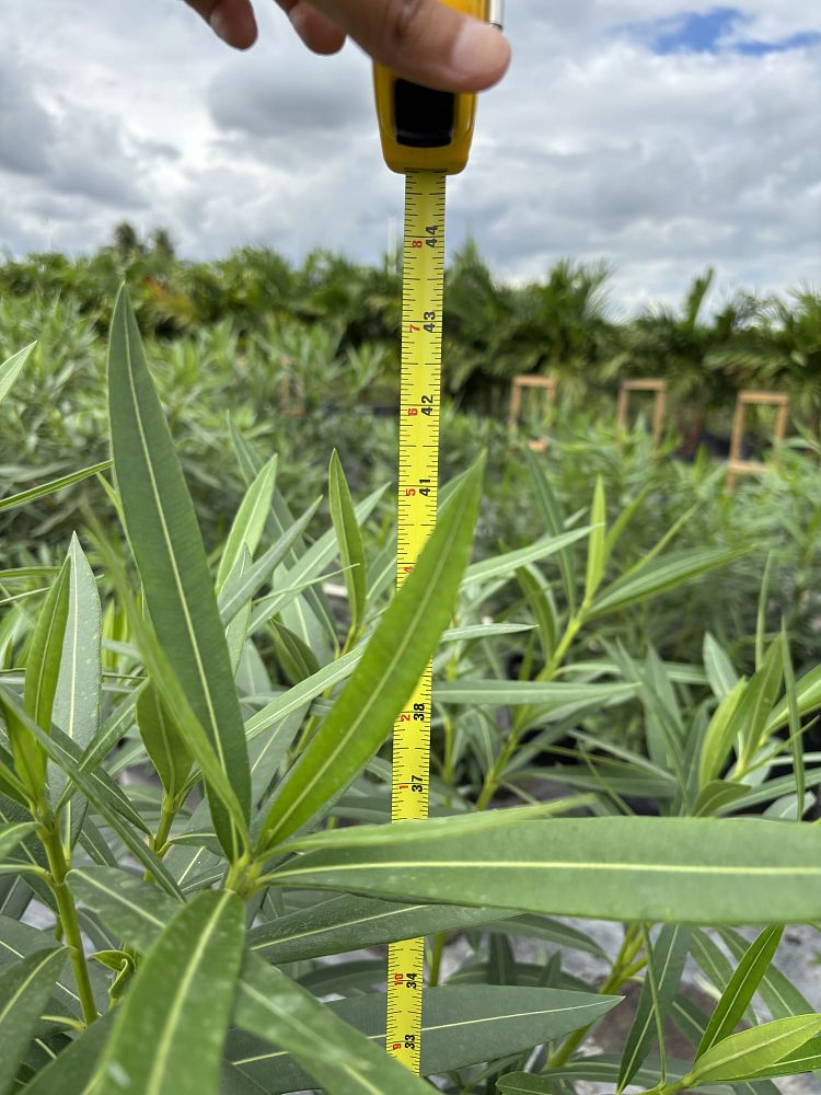 nerium-oleander-calypso-oleander