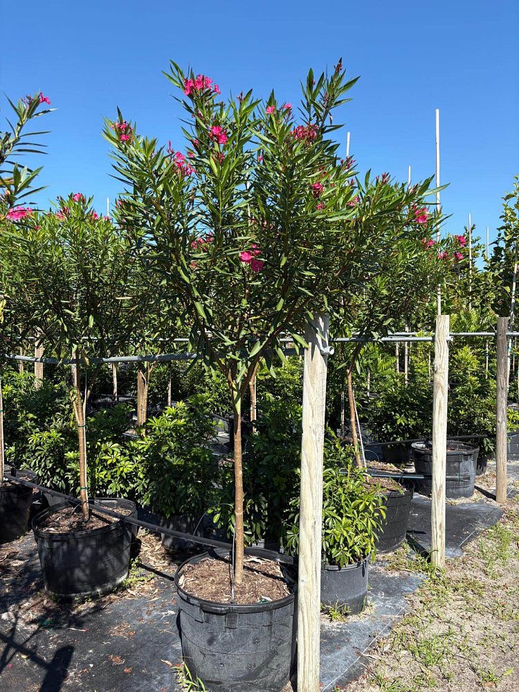 nerium-oleander-calypso-oleander