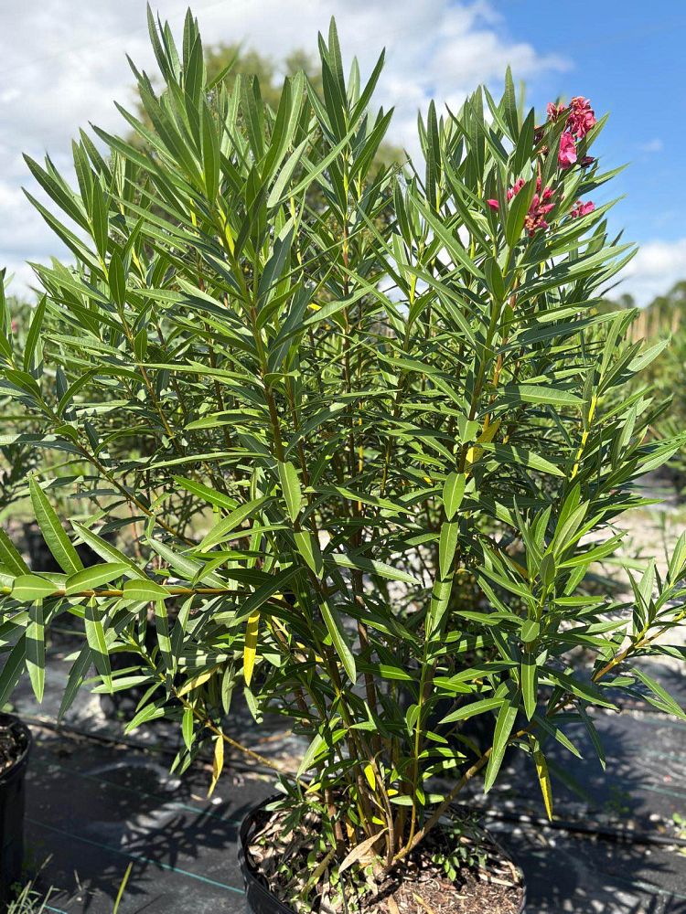 nerium-oleander-calypso-oleander