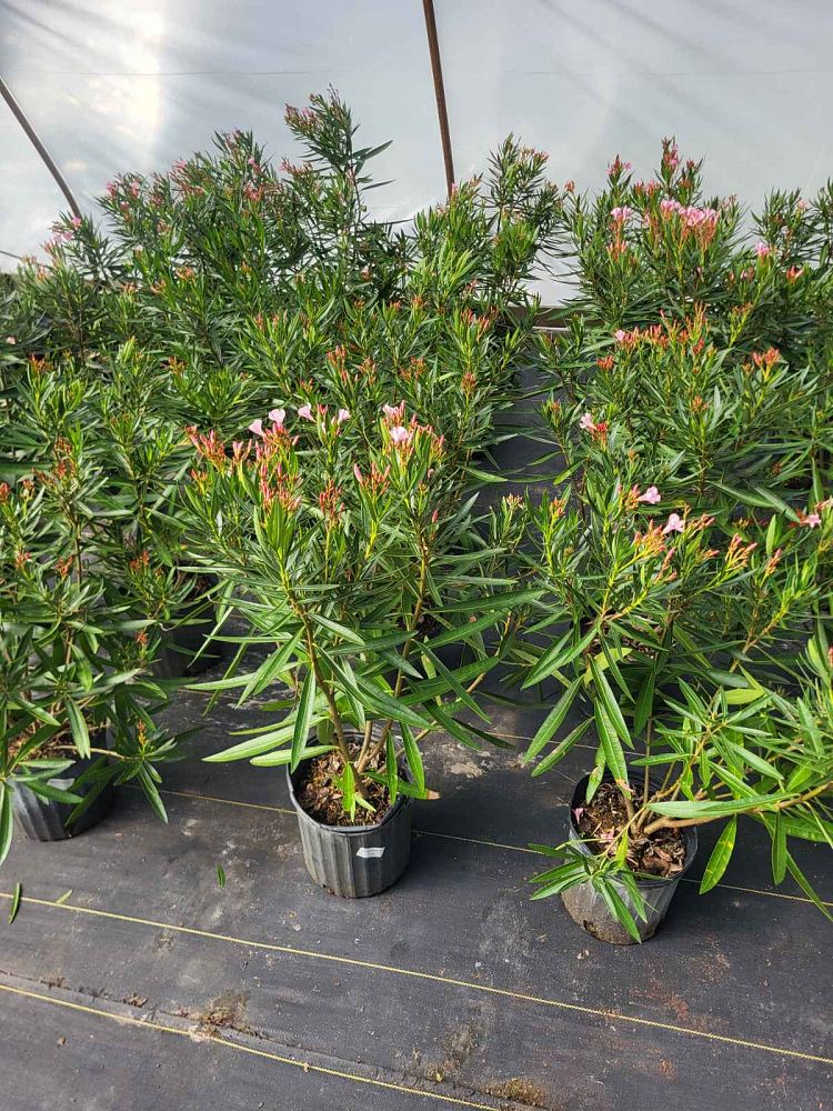 nerium-oleander-calypso-oleander