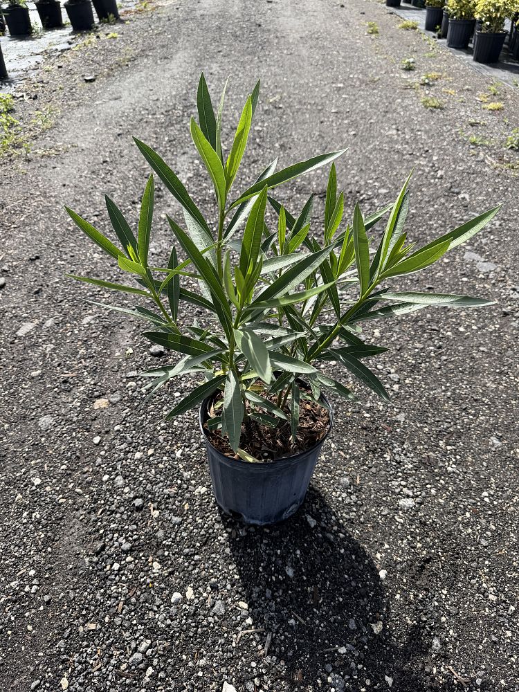 nerium-oleander-calypso-oleander