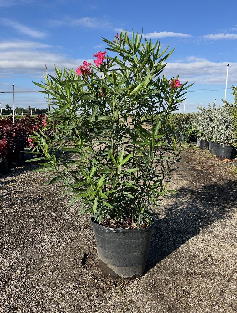 nerium-oleander-calypso-oleander