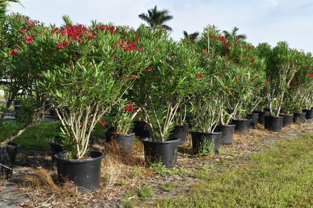 nerium-oleander-cardinal-red-oleander