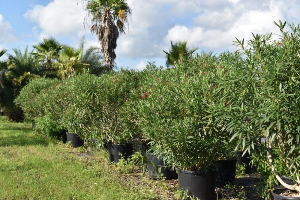 nerium-oleander-cardinal-red-oleander
