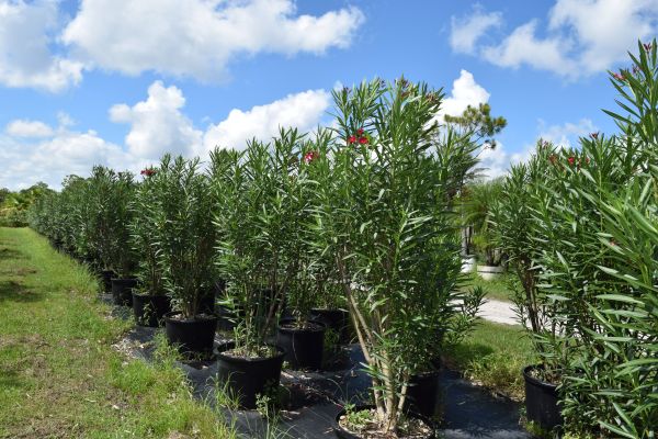 nerium-oleander-cardinal-red-oleander