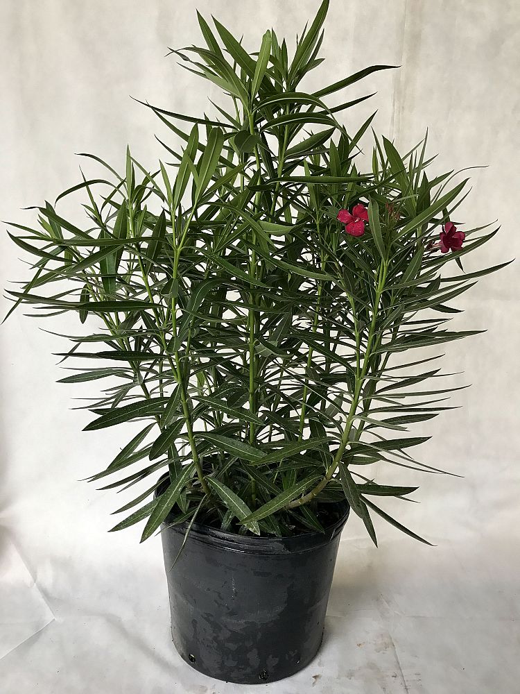 nerium-oleander-cardinal-red-oleander
