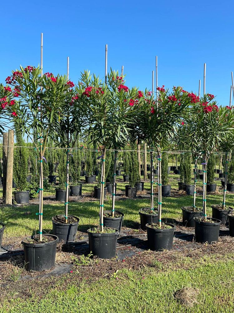 nerium-oleander-cardinal-red-oleander
