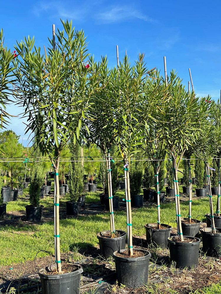 nerium-oleander-cardinal-red-oleander