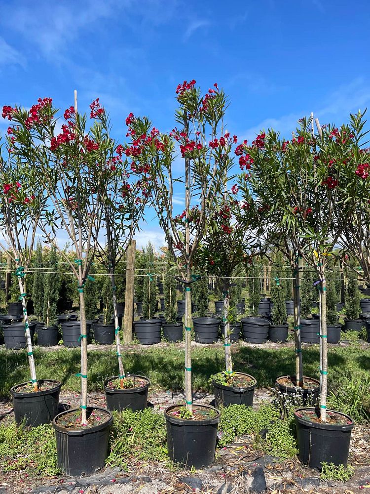nerium-oleander-cardinal-red-oleander