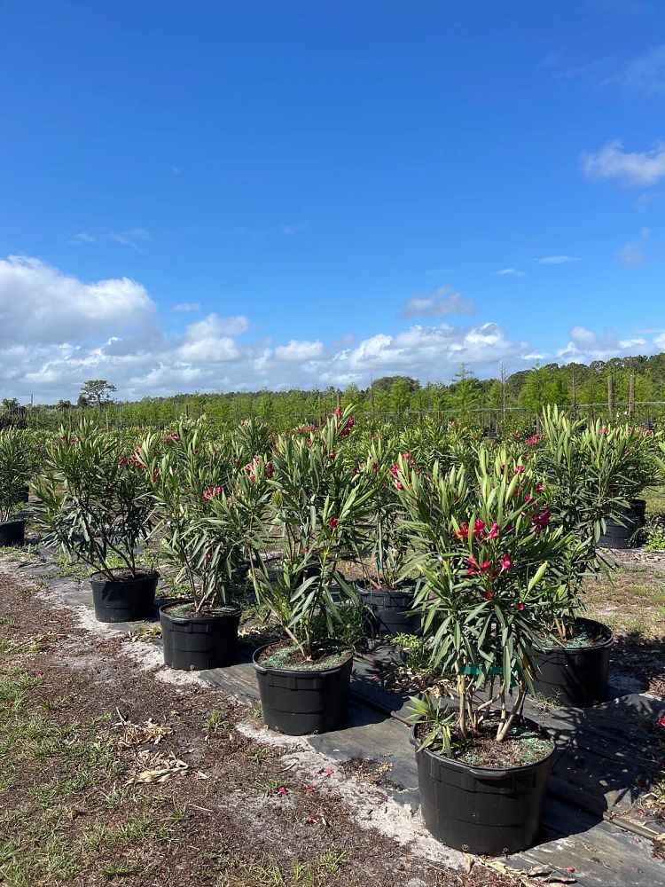 nerium-oleander-cardinal-red-oleander
