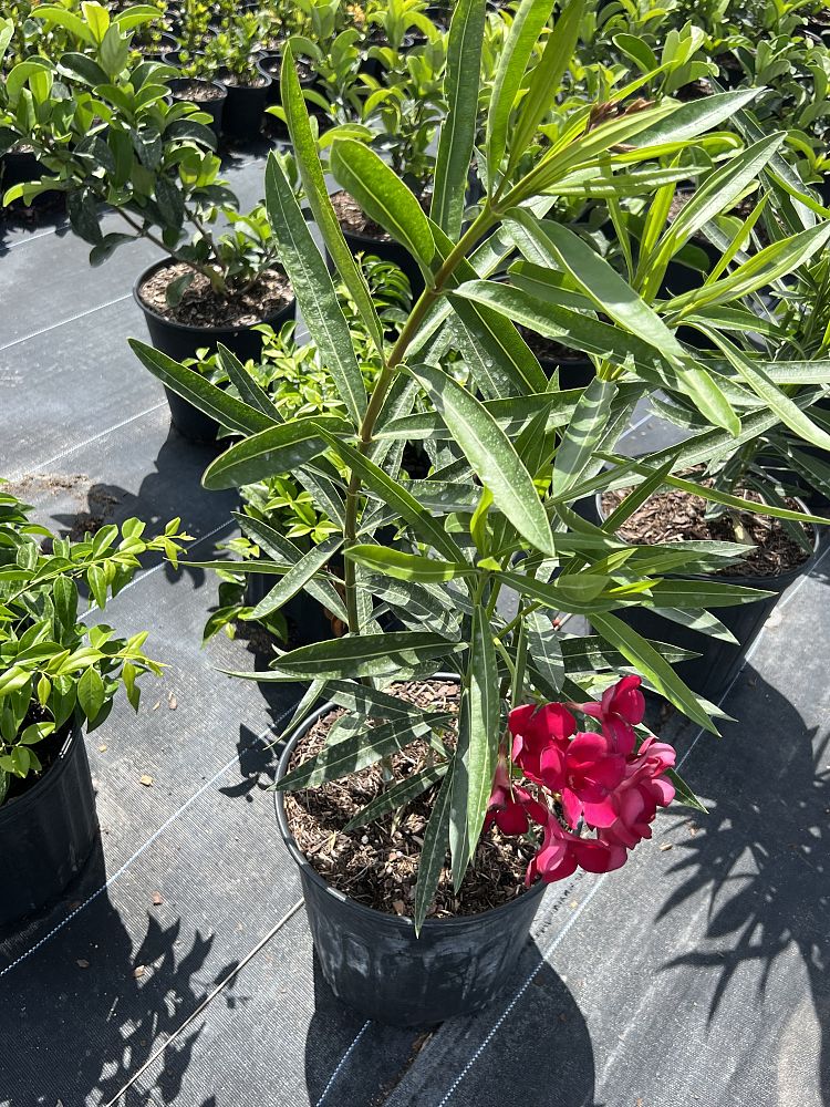 nerium-oleander-cardinal-red-oleander
