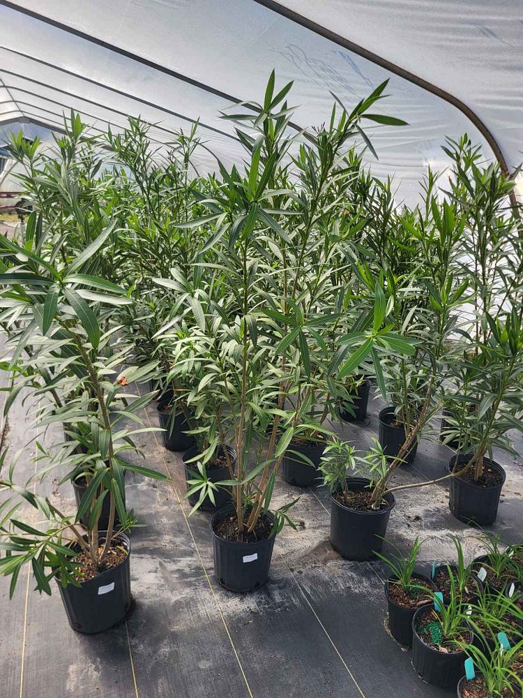 nerium-oleander-crimson-oleander