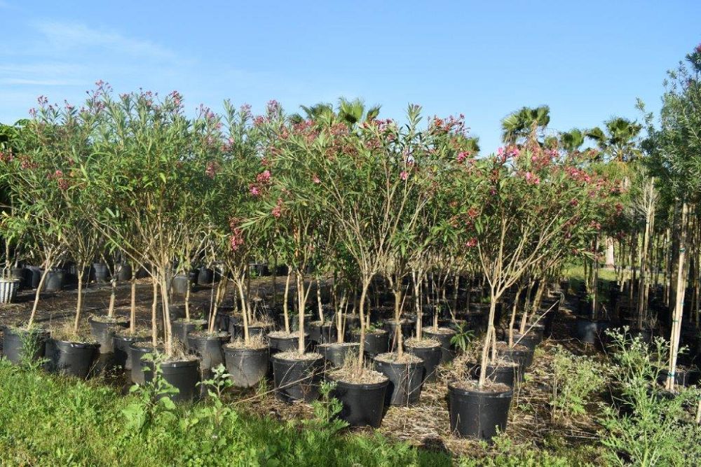 nerium-oleander-double-pink-oleander