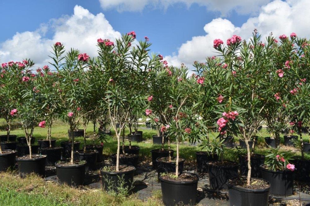 nerium-oleander-double-pink-oleander