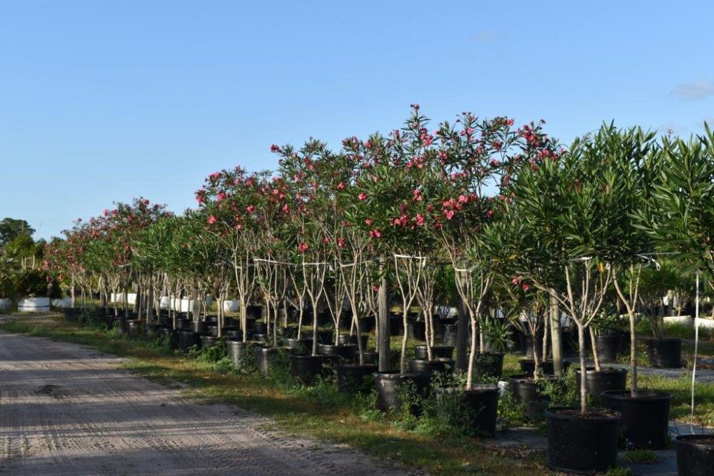 nerium-oleander-double-pink-oleander