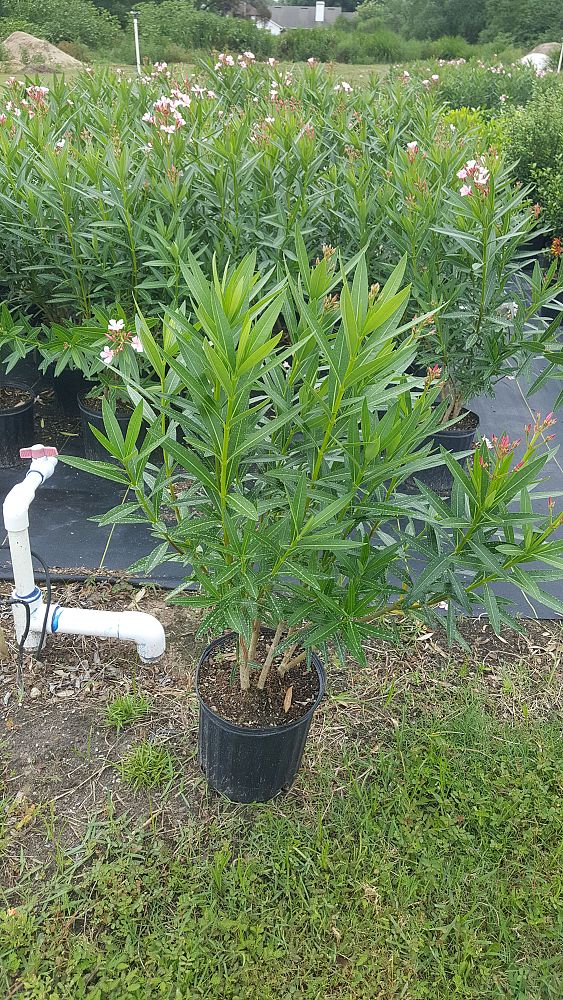 nerium-oleander-dwarf-oleander