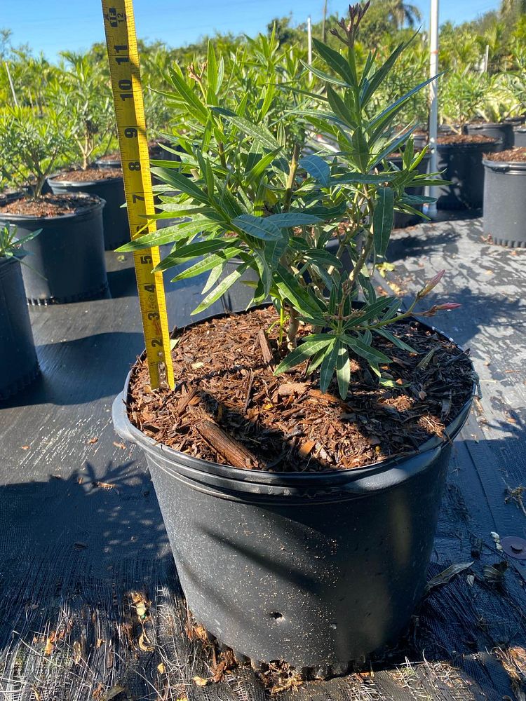nerium-oleander-dwarf-oleander