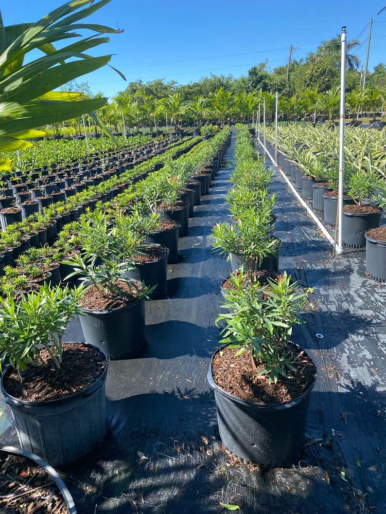 nerium-oleander-dwarf-oleander