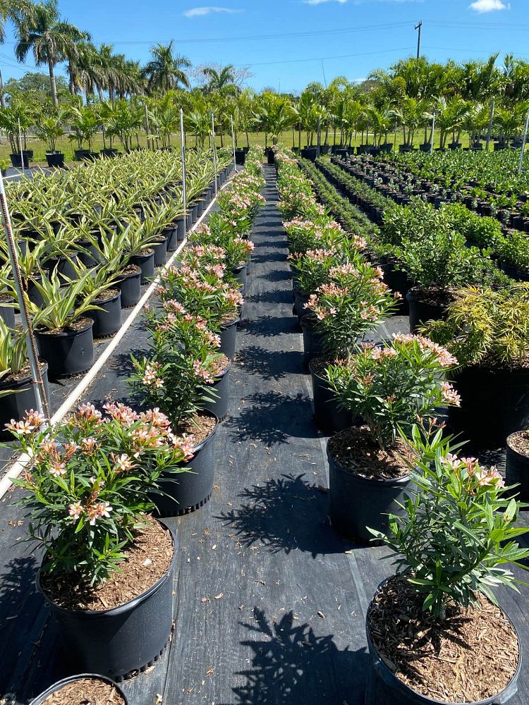 nerium-oleander-dwarf-oleander