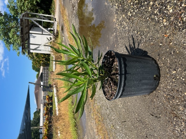 nerium-oleander-dwarf-oleander