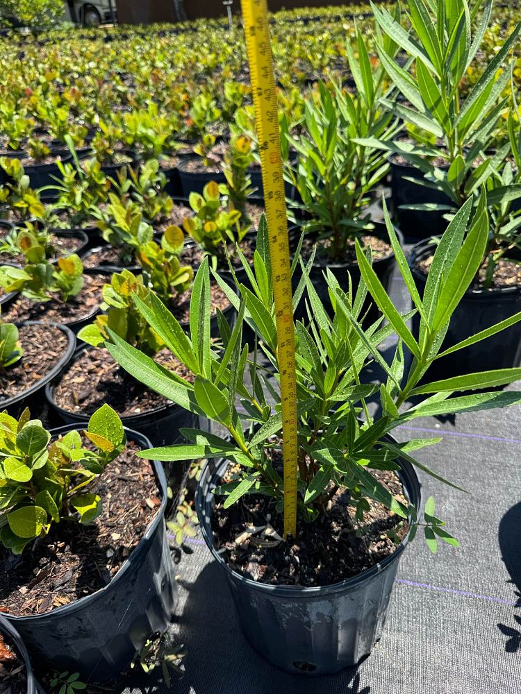 nerium-oleander-dwarf-oleander