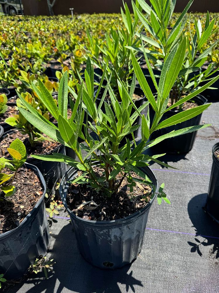 nerium-oleander-dwarf-oleander