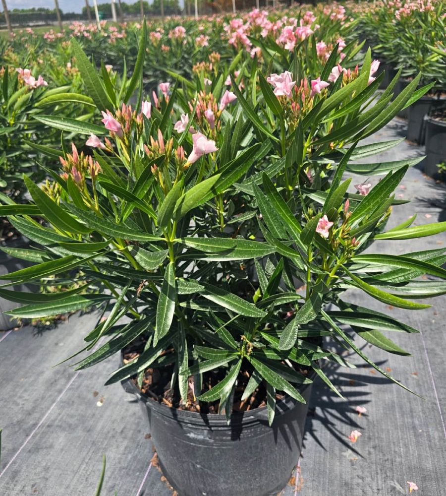 nerium-oleander-dwarf-oleander