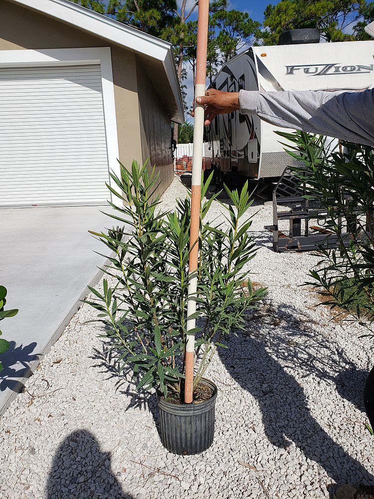 nerium-oleander-dwarf-pink-ice-oleander