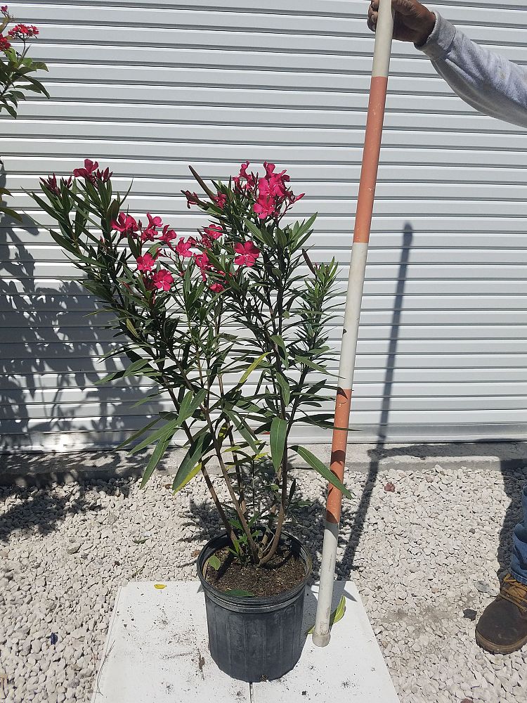 nerium-oleander-dwarf-pink-ice-oleander