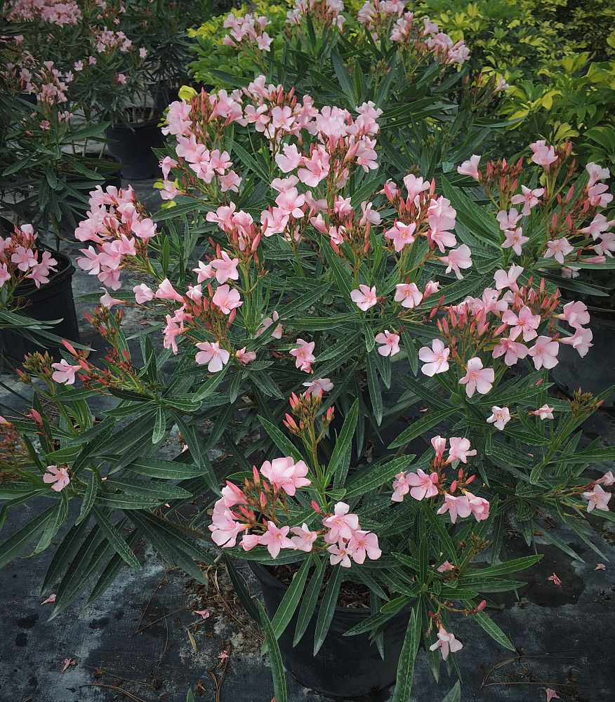 nerium-oleander-dwarf-pink-ice-oleander