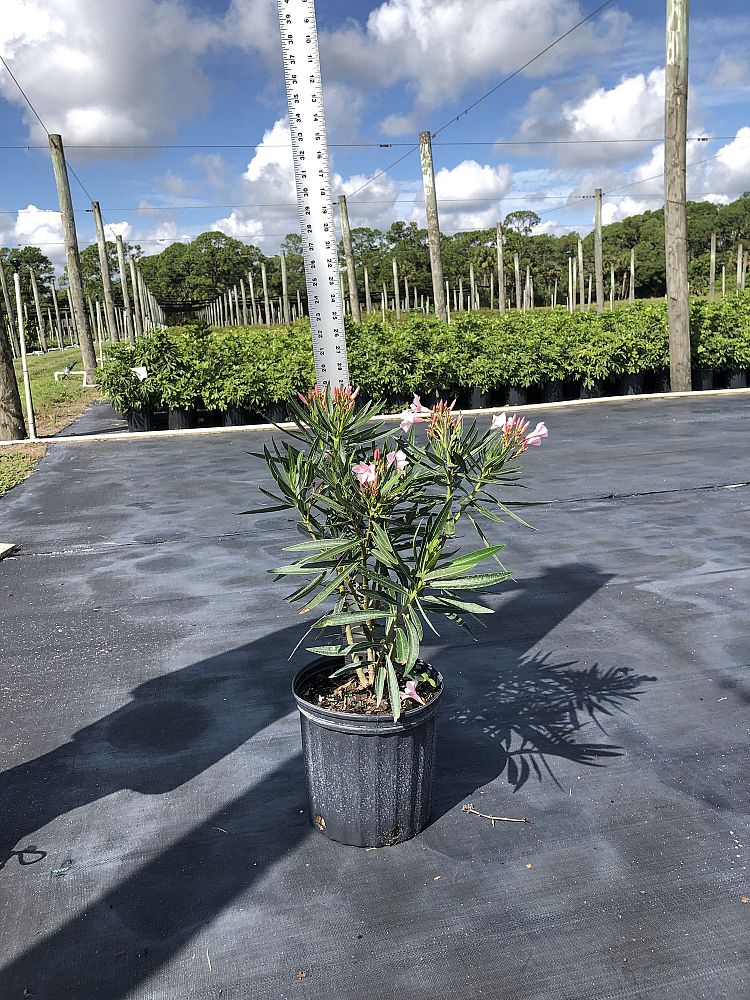 nerium-oleander-dwarf-pink-ice-oleander