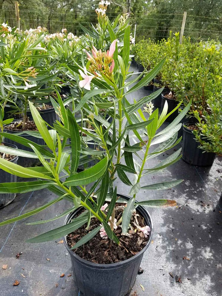 nerium-oleander-dwarf-pink-ice-oleander