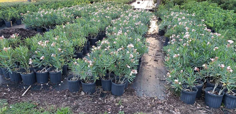 nerium-oleander-dwarf-pink-ice-oleander
