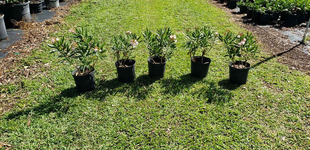 nerium-oleander-dwarf-pink-ice-oleander