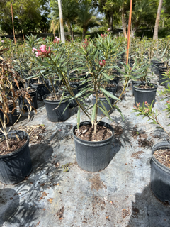 nerium-oleander-dwarf-pink-ice-oleander