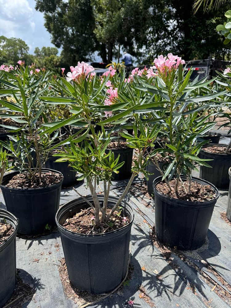 nerium-oleander-dwarf-pink-ice-oleander