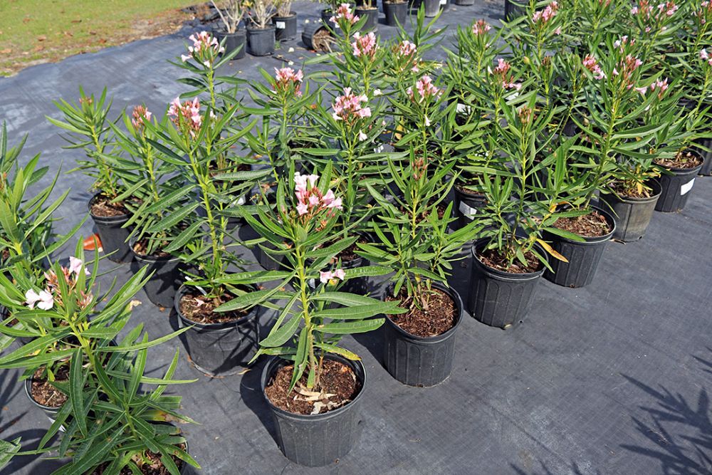 nerium-oleander-dwarf-pink-ice-oleander