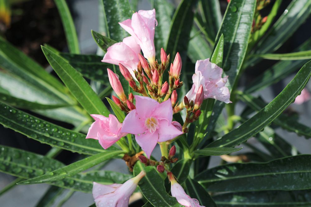 nerium-oleander-dwarf-pink-ice-oleander